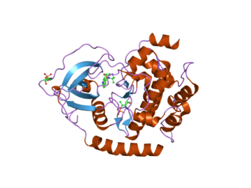 2gnl: PKA threefold mutant model of Rho-kinase with inhibitor H-1152P