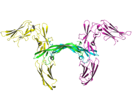 Изображение двух молекул человеческого рецептора PDGFR-ẞ (желтый и пурпурный) в комплексе с PDGF-B (голубой и зелёный)[1]