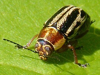 <i>Pachybrachis bivittatus</i> Species of beetle