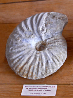 <i>Pachyceras</i> Genus of molluscs (fossil)
