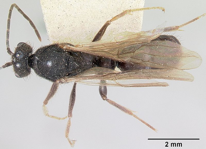 File:Pachycondyla cambouei casent0101873 dorsal 1.jpg