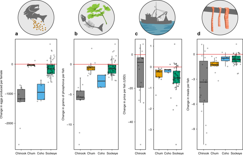 File:Pacific salmon size declines could result in negative consequences for ecosystems and people.webp