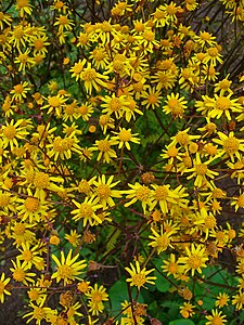 Packera aurea Inflorescences