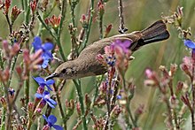 Pássaro solar da Palestina (Cinnyris osea osea) female.jpg