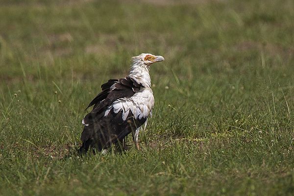 Image: Palm nut Vulture   Murchison Falls NP   Uganda 06 5600 (15280673919)