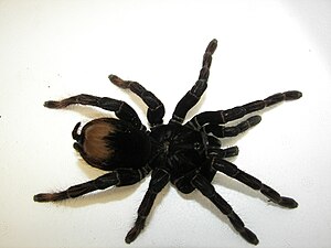 Peru giant blue-footed tarantula (Pamphobeteus antinous), female