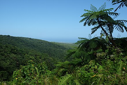 Lush forest on Basse-Terre
