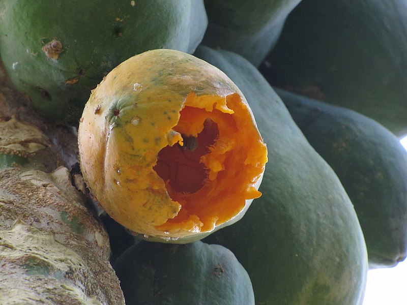 File:Papaya Eaten Half By Other Creatures.jpg