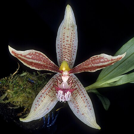 Paphinia rugosa