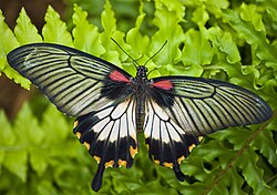 Papilio memnon2.jpg