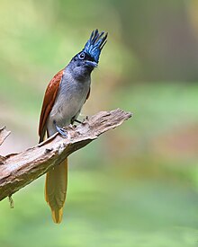 Indian paradise flycatcher from Dhaka Paradise01.jpg