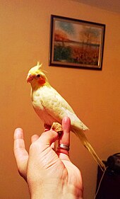 A pet cockatiel on the hand of its companion Parrot Cockatiel lutino.4months.jpg