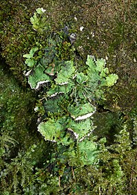Dílaskóf (Peltigera leucophlebeia) í Þýskalandi.