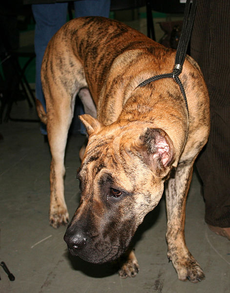 File:Perro de Presa Canario 2006 pl.jpg