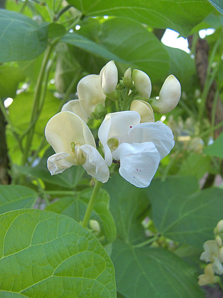 File:Phaseolus coccineus inflorescens, pronkboon bloeiwijze.jpg