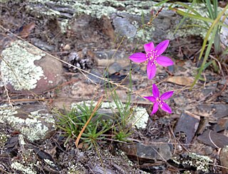 <i>Phemeranthus calycinus</i> Species of flowering plant