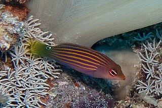 Six-line wrasse Species of fish