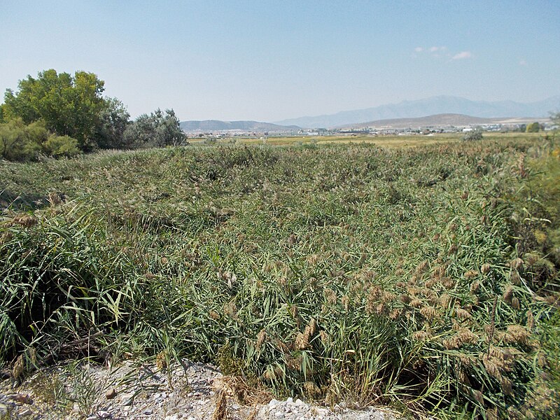 File:Phragmites australis near JR - 2015.08.22 - andrey zharkikh.jpg