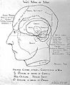 Phrenology; the human and animal brain, the location of its Wellcome L0025615.jpg