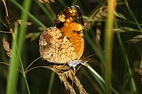 ventral view Phyciodes tharos 5.jpg