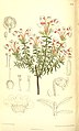 Phyllodoce nipponica (as syn. Phyllodoce amabilis) plate 8405 in: Curtis's Bot. Magazine, vol. 137, (1911)