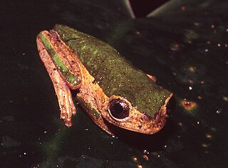 <i>Phyllomedusa palliata</i> species of amphibian