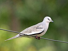 Picui Ground Dove, Parque San Rafael, Paraguay.jpg