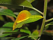 Chrysalis of a male Pieridae - Gonepteryx cleopatra - Chrisalys.JPG