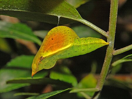 Tập_tin:Pieridae_-_Gonepteryx_cleopatra_-_Chrisalys.JPG