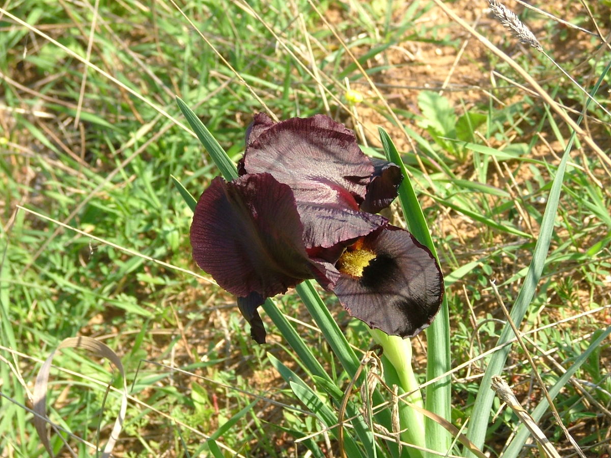 Iris Atropurpurea