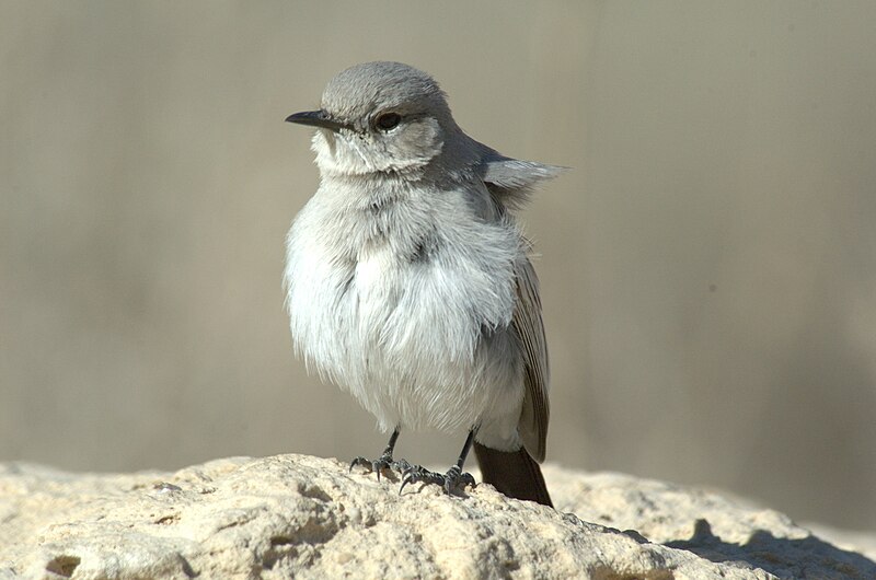 File:PikiWiki Israel 4299 Cercomela melanura.jpg