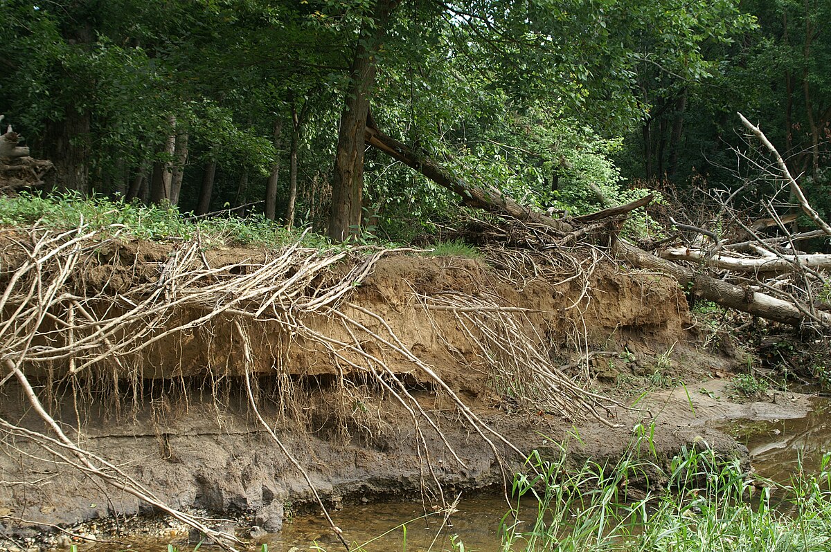 Image result for Soil Erosion Plants for Stream Banks
