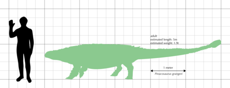 Pinacosaurus grangeri size comparison