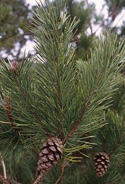 Pinus contorta.jpg