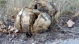 <i>Pisolithus arhizus</i> Species of fungus