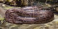 Pitón de la India (Python molurus), Zoo de Ciudad Ho Chi Minh, Vietnam, 2013-08-14, DD 13.JPG