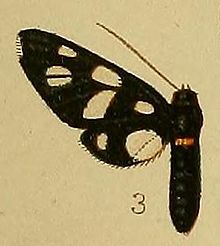 Pl.36-fig.03-Amata croceizona (همپسون ، 1910) (Syntomis) .JPG