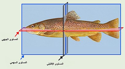 المقاطع الثلاثة الأساسية ،تطبيق على سمكة من الفقاريات.