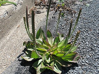 <i>Plantago subnuda</i> Species of flowering plant in the plantain family Plantaginaceae