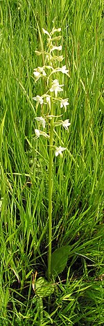 Platanthera bifolia20090612007.jpg