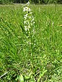 Platanthera bifolia Germany - Hüfingen