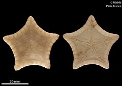 File:Plinthaster lenaigae (MNHN-IE-2013-7005) 02.jpg (Category:Echinodermata in the Muséum national d'histoire naturelle)