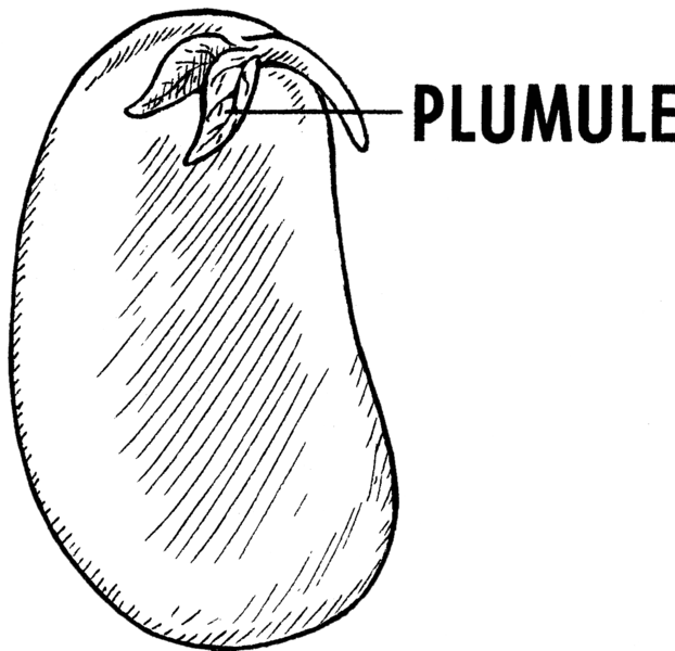 File:Plumule (PSF).png