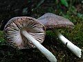 Pluteus salicinus