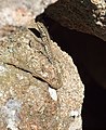 Podarcis hispanicus