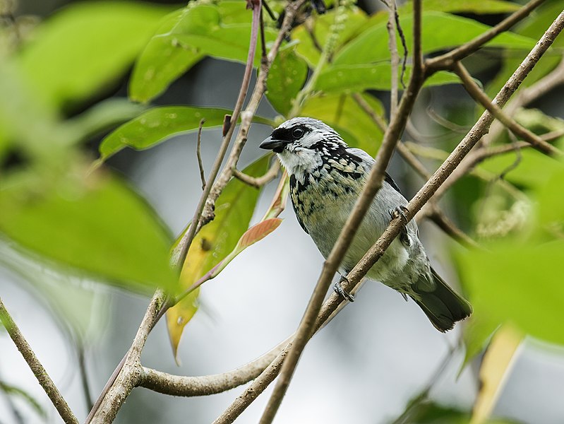 File:Poecilostreptus palmeri - Gray-and-gold Tanager (cropped).jpg