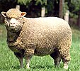 Polish Merino (neznámé datum)