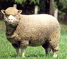 Ставропољска мерино врста овце