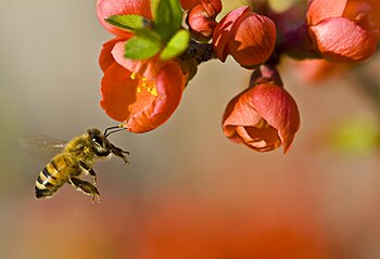 Včela medonosná (Apis mellifera) při opylení květu rostliny z řádu růžotvaré (Rosales)