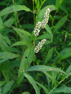 Polygonaceae The knotweed family of flowering plants